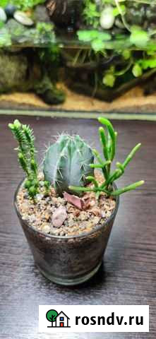 Цветы для дома Мурманск - изображение 1