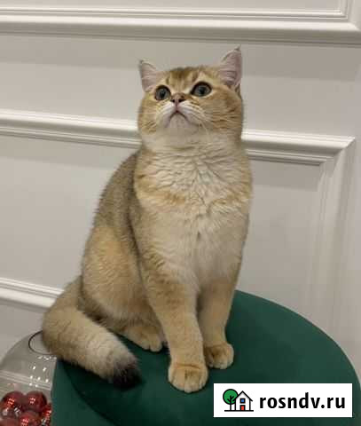 Вязка Кот Золотая шиншилла NY 25 Тула - изображение 1