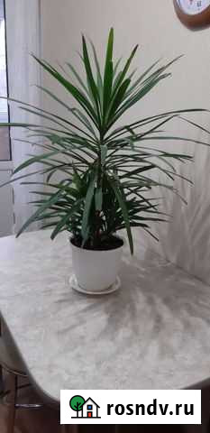 Кордилина Пенза - изображение 1