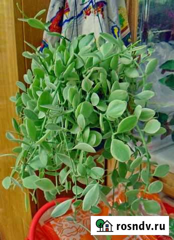 Хойи (много) и др. растения Пермь - изображение 1