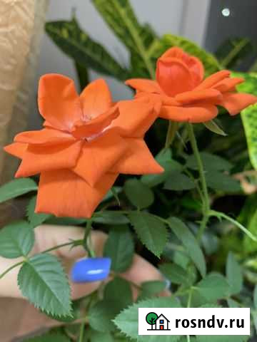 Роза комнатная Видное - изображение 1