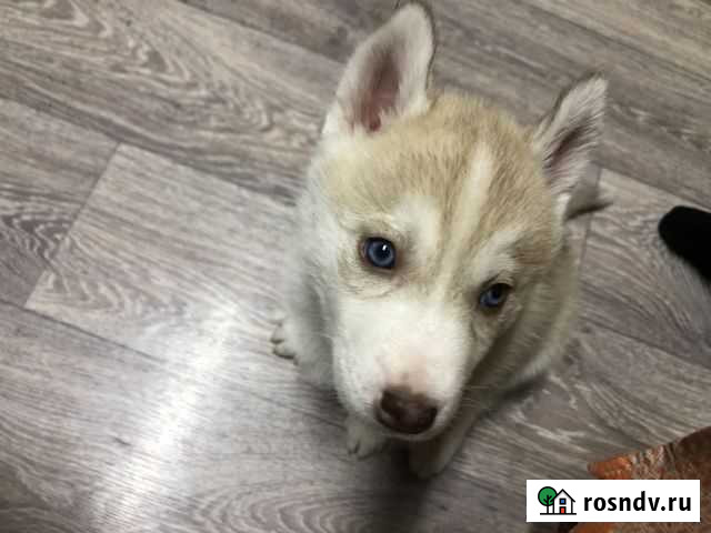 Хаски Уржум - изображение 1