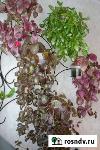 Эписция 6 сортов Абакан - изображение 1