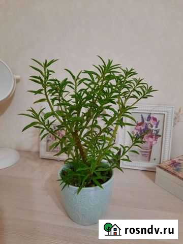 Пеперомия феррейра Тольятти - изображение 1