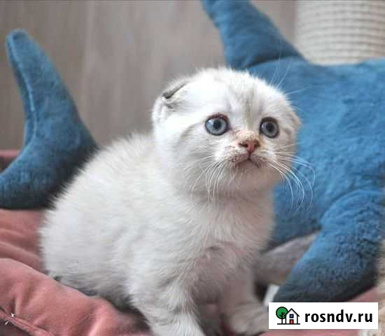 Золотые малыши с документами Нижний Новгород - изображение 1