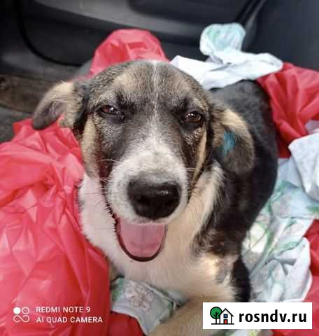Собака не крупная Краснодар - изображение 1