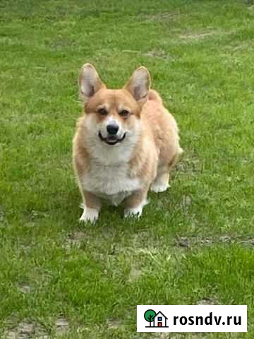 Вязка Вельш-корги Кропоткин - изображение 1