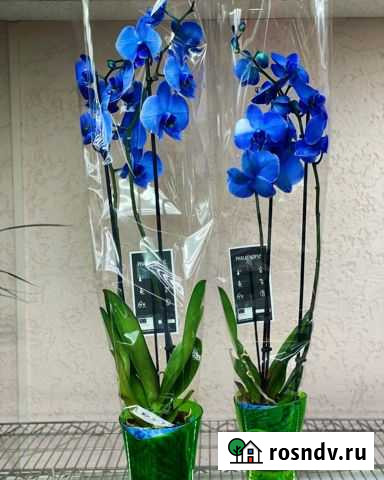 Орхидея синяя Симферополь - изображение 1