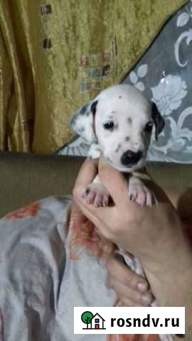 Собаки щенки Магнитогорск - изображение 1