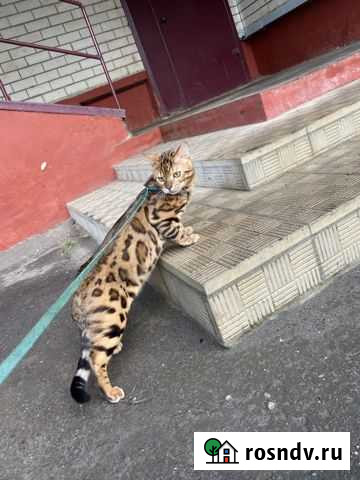 Бенгальский кот вязка Тамбов - изображение 1