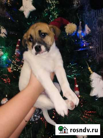 Собака Таганрог - изображение 1