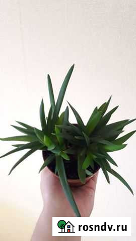 Алоэ сансевиерия хлорофитум традесканция Сыктывкар - изображение 1