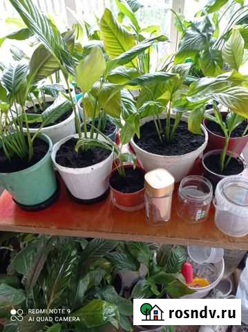 Комнатные цветы фикус, женское счастье Киров - изображение 1