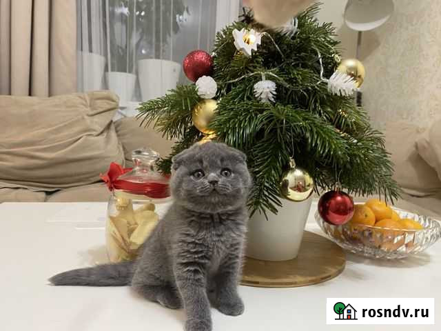 Вислоухие плюшевые малыши Иркутск - изображение 1