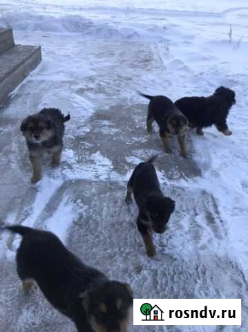 Собаки бесплатно в добрые руки Черемхово - изображение 1