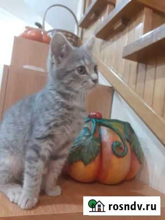 Кошка Владикавказ - изображение 1