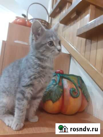 Кошка Владикавказ - изображение 1