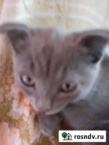 Котята британцы серый 3.5мес Усть-Джегута - изображение 1