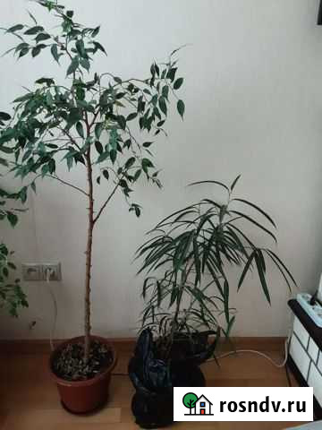 Фикус Петропавловск-Камчатский - изображение 1