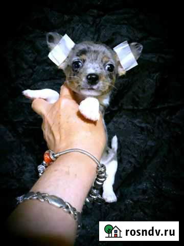 Щенки чихуахуа мерле Сочи - изображение 1