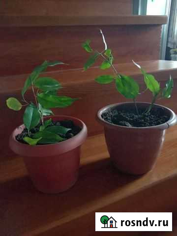 Фикус бенджамина Новоалтайск - изображение 1