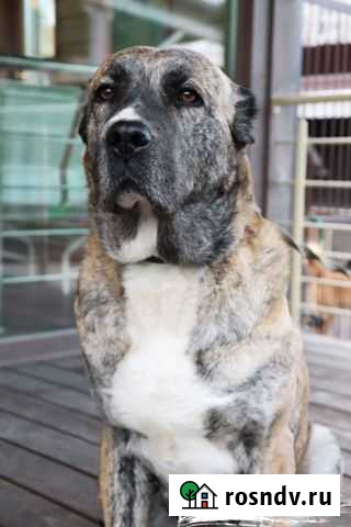 Аллабай ищет дом Нижний Новгород - изображение 1