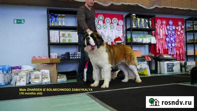 Кобель сенбернара на вязку Самара - изображение 1