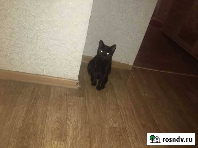 Отдам котёнка Ростов-на-Дону - изображение 1