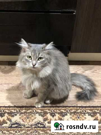 Кошка Рузаевка - изображение 1