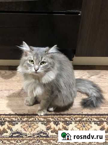 Кошка Рузаевка - изображение 1