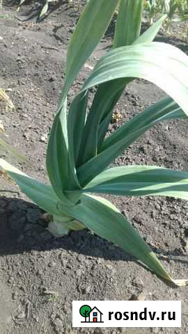 Чеснок Рокамболь Кореновск - изображение 1