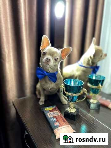 Вязка чихуахуа Ульяновск - изображение 1