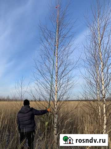 Продажа берёзы крупномеров Мичуринск - изображение 1