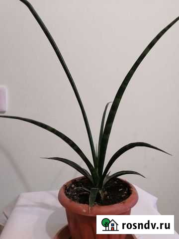 Разновидность алоэ Мурино - изображение 1