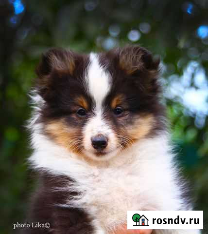 Очаровашка шелти Волгоград - изображение 1