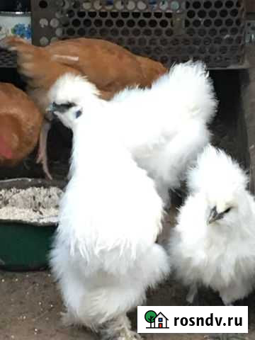 Продам молодых петухов 9 месяцев на мясо и на плем Елизово - изображение 1