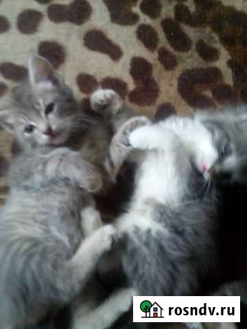 Котята Курган - изображение 1