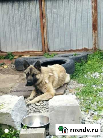Пёс в добрые руки Екатеринбург - изображение 1