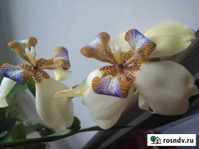 Комнатное растение Тольятти - изображение 1