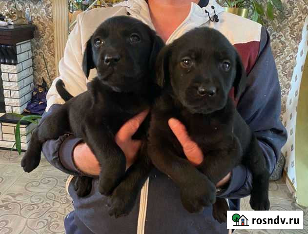 Лабрадор Ялта - изображение 1