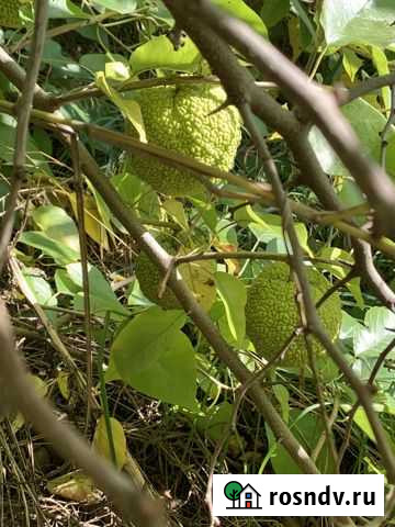 Адамово яблоко Уфа - изображение 1