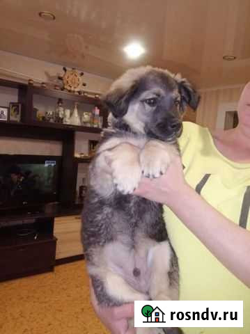 Щенок мальчик в добрые руки Шебекино - изображение 1