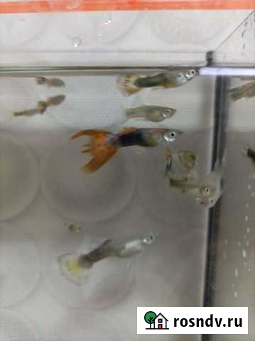 Мальки гуппи Прохладный - изображение 1