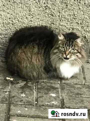 Молодая кошечка Белгород - изображение 1