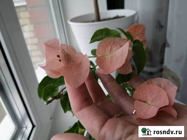 Бугенвиллия Чебоксары - изображение 1