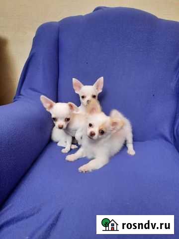 Чихуахуа мини и средний стандарт Ростов-на-Дону - изображение 1
