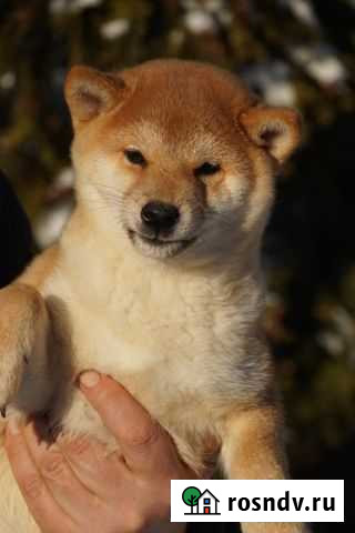 Белощекий красавец Сиба ину Люберцы - изображение 1