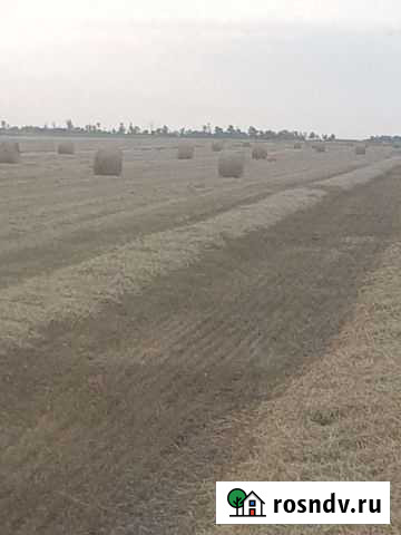 Солома ячменная Целина - изображение 1