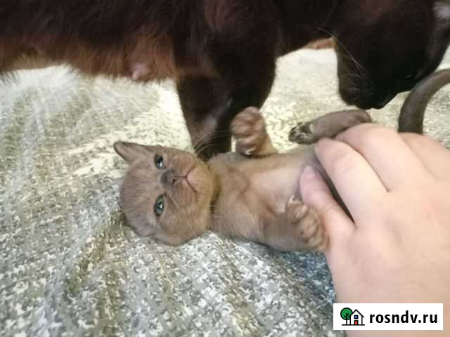 Бурманская Улан-Удэ - изображение 1