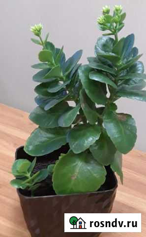 Каланхоэ цветущий Чита - изображение 1